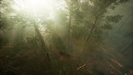 Drone-breaking-through-the-fog-to-show-redwood-and-pine-tree